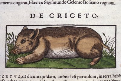 Hayvanların Tarihinde Hamster, Conrad Gesner (1516 - 1565), Tiguri by Unknown artist