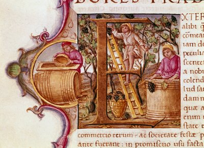 Romalı yazar ve doğa bilimci Yaşlı Pliny