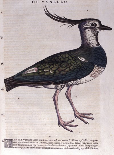 Historia Animalium