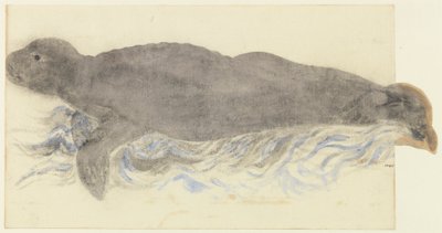Akdeniz Foku-Monachus monachus by Unknown artist