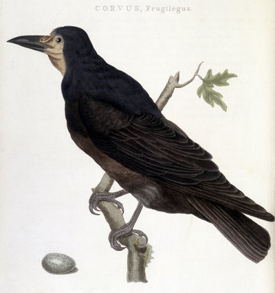 Kuzgun Frugilegus - doğal tarih tahtası by Unknown artist