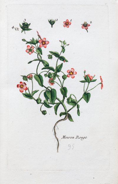 Scarlet Pimpernel by Unknown artist