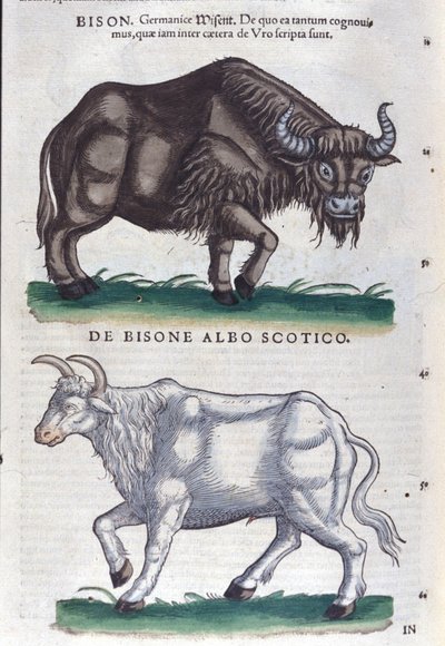 Bizon ve beyaz bizon Historiae animalium
