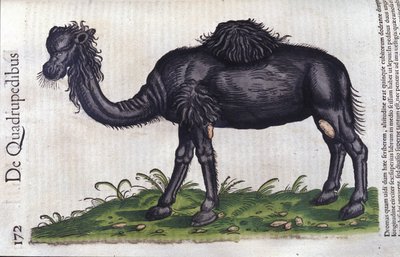 Hayvanların Tarihinden deve, Konrad Gesner, Tiguri by Unknown artist