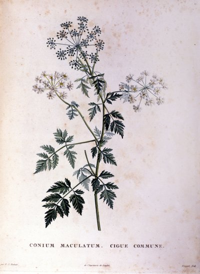 Ortak baldıran. 18. yüzyıl gravürü. by Unknown artist