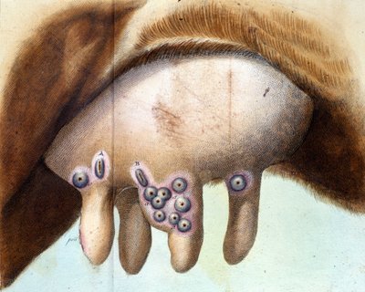 İnek göğsü, Ocak 1801