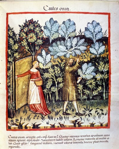 Bir sebze bahçesinde lahana çiçeği mahsulü. İlaç ve diyetetik sağımlarından aydınlatma “” Tacuinum sanitatis”” by Unknown artist