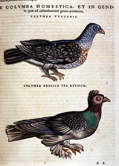 Conrad Gesner