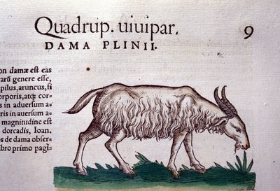 Historia Animalium