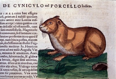 Historia animalium