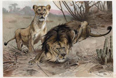 Aslan (Panthera leo) - Alfred Edmund Brehm