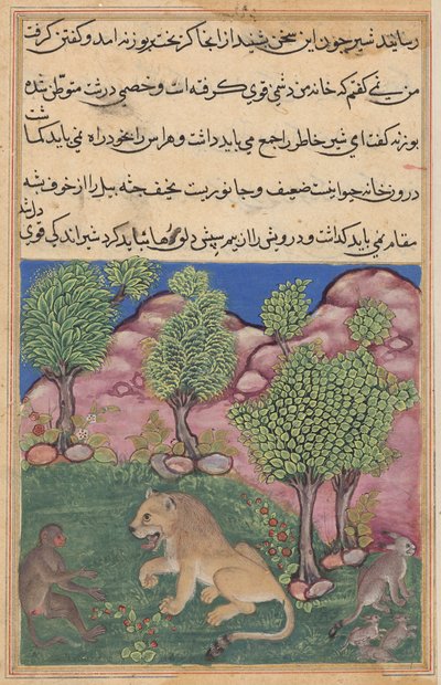 Maymun, şüpheli aslana bir Tuti-nama