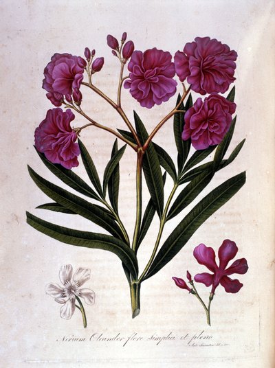 Pembe defne (zakkum) - 18. yüzyılın herbaryumu. by Unknown artist