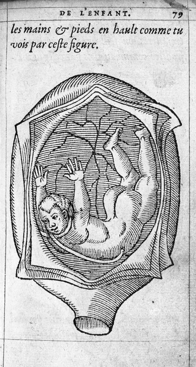 Hamilelik sırasında fetüsün rahimdeki konumu. Fransız doktor ve cerrah Ambroise Pare (1509-1590) tarafından “De la Generation des enfants”dan gravür 16. yüzyıl by Unknown artist