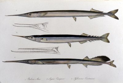 Deniz iğnesi. Doğal tarih panosu. 19. yüzyıl. by Unknown artist
