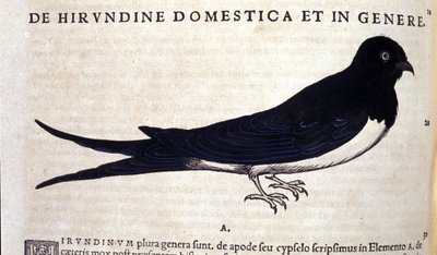 Historia Animalium