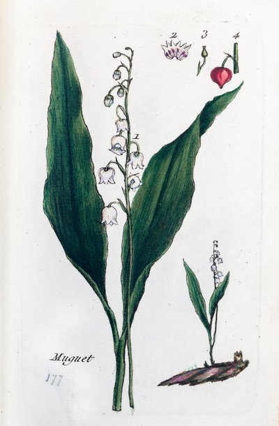 Ardıçkuşu by Unknown artist