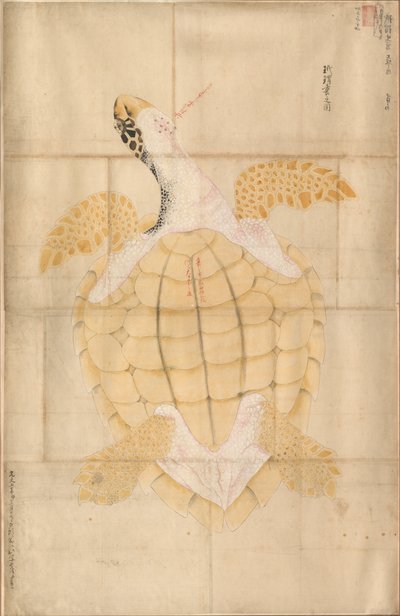 Tosbağa by Unknown artist