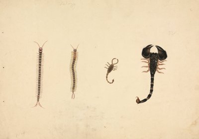 İki Akrep ve İki Kırkayak by Unknown artist