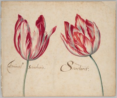 İki Lale (recto); Bir Lale (verso) by Unknown artist