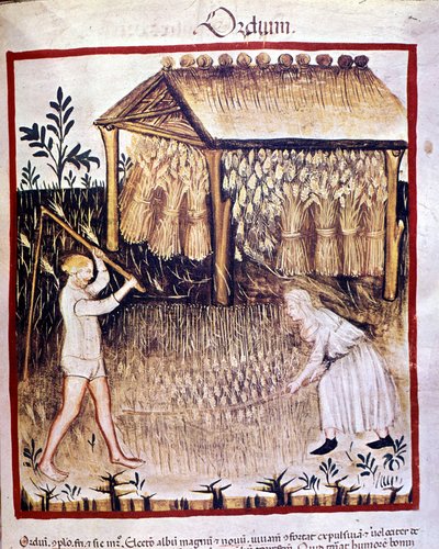 İki köylü arpayı geri alıyor. Arkada buğday çizmeleri bir barınak altında saklanır. İlaç ve diyetetik sağımlarından aydınlatma “” Tacuinum sanitatis”” by Unknown artist