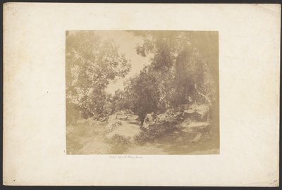 [Ulivi, Via de Palombara]. by Unknown artist