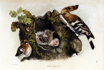 Bilinmeyen resim by Unknown artist