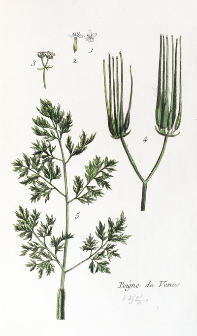 Venüs Tarak by Unknown artist