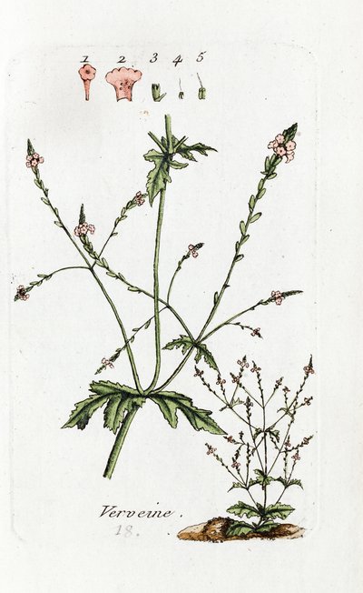 Mine Çiçeği by Unknown artist