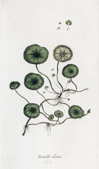 Su kabı by Unknown artist