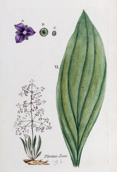 Su muzları by Unknown artist