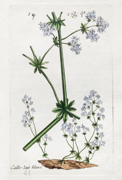 Beyaz Bıldırcın veya Yumuşak Çalı Otu by Unknown artist