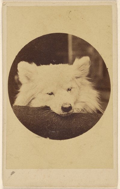 [Çenesi minderin üzerinde beyaz köpek] by Unknown artist
