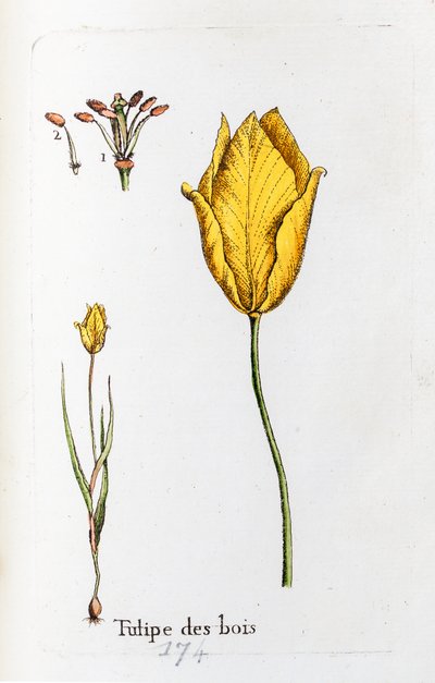 Ahşap lale by Unknown artist