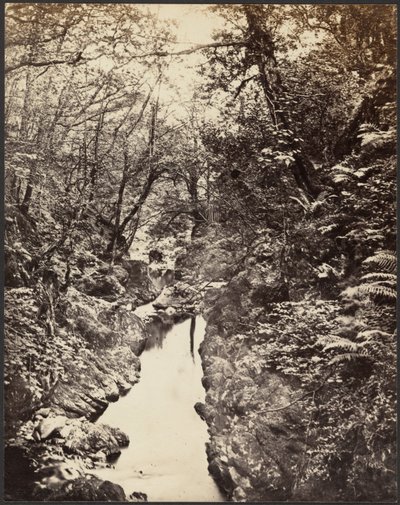 [Akarsu ile Ormanlık Manzara] by Unknown artist