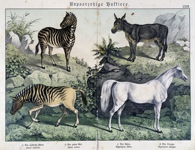 Zebralar, eşek ve at - “Histoires naturelles des memeliler”de, ed. Schreiber by Unknown artist