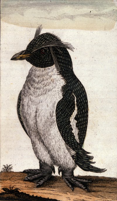 Albatros ailesinin bir Diomedea kuşunu betimleyen zoolojik tablo. 18. yüzyılın gravürü by Unknown artist
