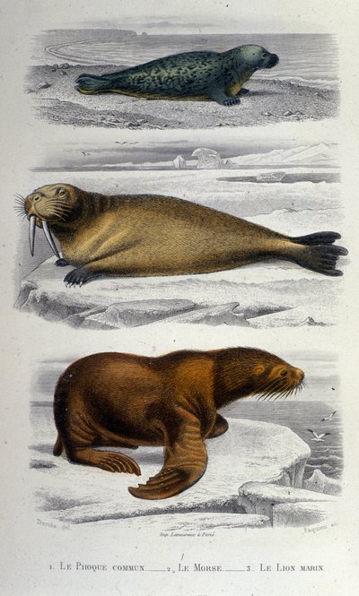Bir fok, bir mors ve bir deniz aslanı tasvir eden zooloji tablosu. 19. yüzyıl by Unknown artist
