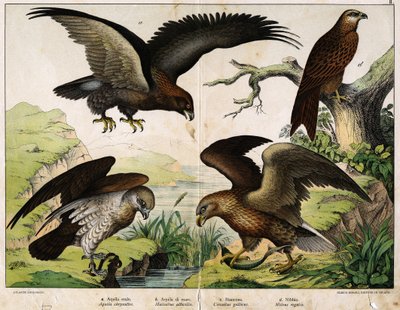 a: Kraliyet kartalı (Aquila chrysaëtos), b: Deniz kartalı (Haliaëtus albicilla), c: Circaete, Beyaz John (Circaëtus gallicus), d: Milan (Milvus regalis) - “Natural History of Birds”, ed. Hoepli, Milano by Unknown artist
