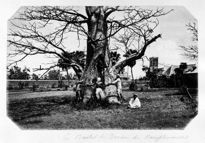 Greyfurt bahçesindeki baobab, Mauritius - “” Souvenir de l