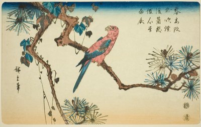 Çam dalı üzerinde Amerika papağanı by Utagawa Hiroshige