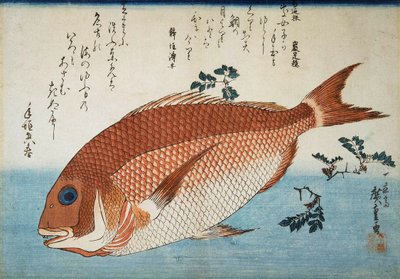 Çipura, 1832-1834. by Utagawa Hiroshige