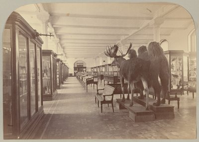 Pl. II. Alt Kat: Memeliler by Victor Prevost, Gaston L. Feuardent and Co., New York