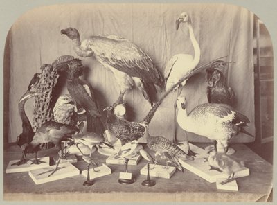 Pl. XIII. kuşlar by Victor Prevost, Gaston L. Feuardent and Co., New York