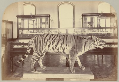 Pl. XI. Bengal kaplanı by Victor Prevost, Gaston L. Feuardent and Co., New York