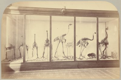 Pl. XV. Fosil Kuşlar: Yeni Zelanda by Victor Prevost, Gaston L. Feuardent and Co., New York