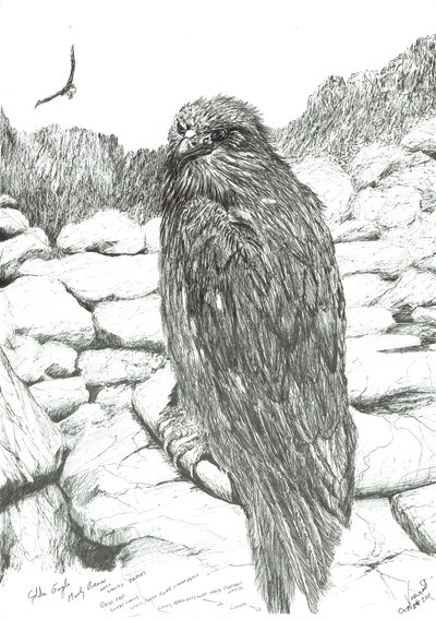 Yaylaların Kartalları, 2011 by Vincent Alexander Booth