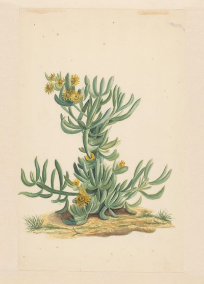 IJskruid (nesne üzerindeki başlık) by Vincent Jansz. van der Vinne (attributed to)