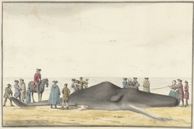 Zandvoort ve Wijk aan Zee arasındaki sahilde yıkanmış ispermeçet balinası (cachelot), 20 Şubat 1762, önden bakıldığında by Vincent Jansz. van der Vinne