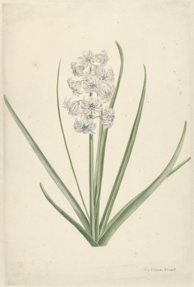 Beyaz-açık mavi sümbül by Vincent Jansz. van der Vinne
